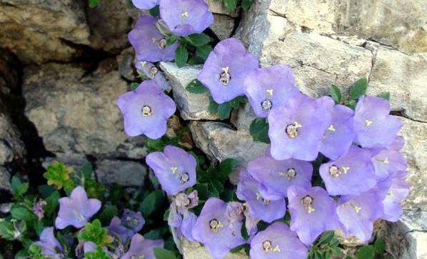 Campanula raineri / Campanula dell''arciduca